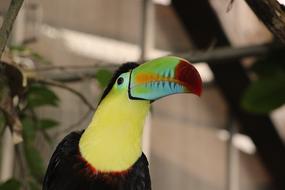 goodly Toucan Keel Bird