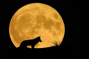 full moon animal wolf drawing