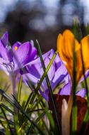 Crocus Purple Yellow