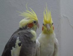 pair of Cockatiel Parrots