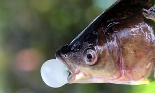 Fish Chewing Gum Bula