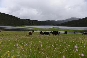 Tibet Ecology Drunk