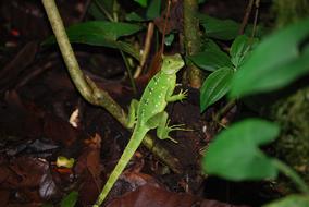 Lizard Rainforest