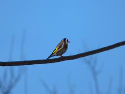 goldfinch sits on a long branch against a blue sky
