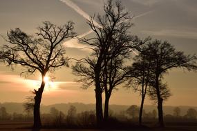 Trees Kahl Bald