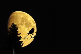 mystical moon tree bird