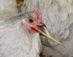 Chicken Breed Pekin Grey