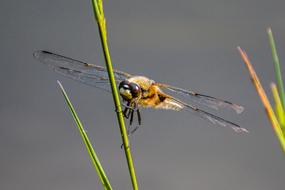 perfect Dragonfly Animal