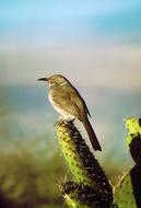 Curve Billed Thrasher Bird Perched