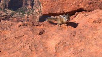 Zion Park Squirrel Travel