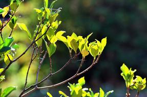 Light On Leaves Green