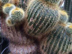 Berkeley Botanical Garden Prickly