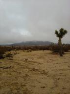 Joshua Tree Desert