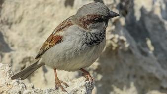 Beautiful and colorful sparrow is sitting on a white stone in light