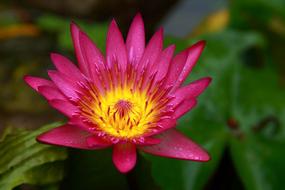 Lotus