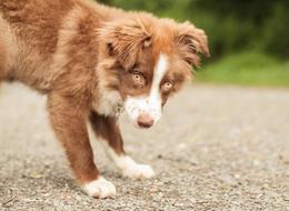portrait of brown-white puppy stands on a dirt road