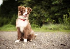 goodly Dog Beautiful
