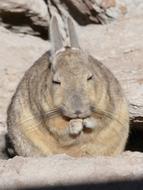 Rodent Desert