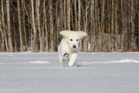 golden retriever puppy runs in the snow