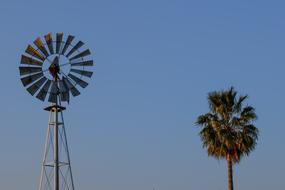 Windmill Palm Tree Countryside