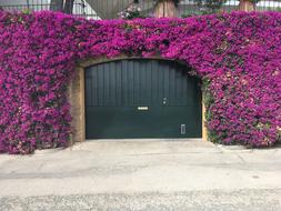 Porches Flowers