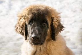 Puppy Leonberger
