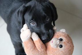 Dog Puppy with toy
