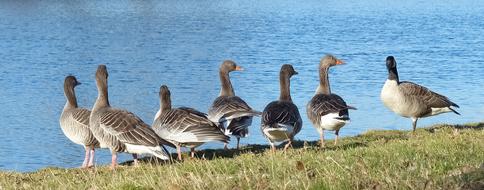 fabulous Geese Gray