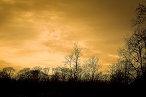 forest sunny landscape