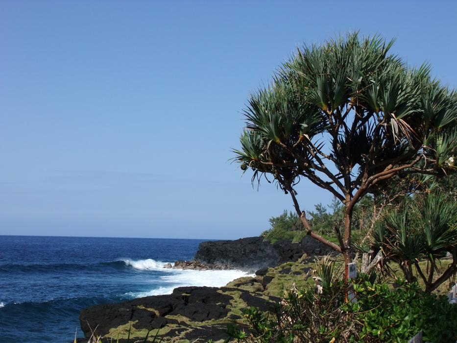 Reunion Island Pandanus Vacoa