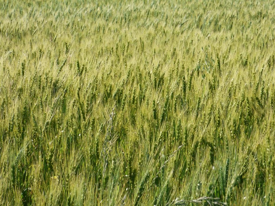 Wheat Green Cereal