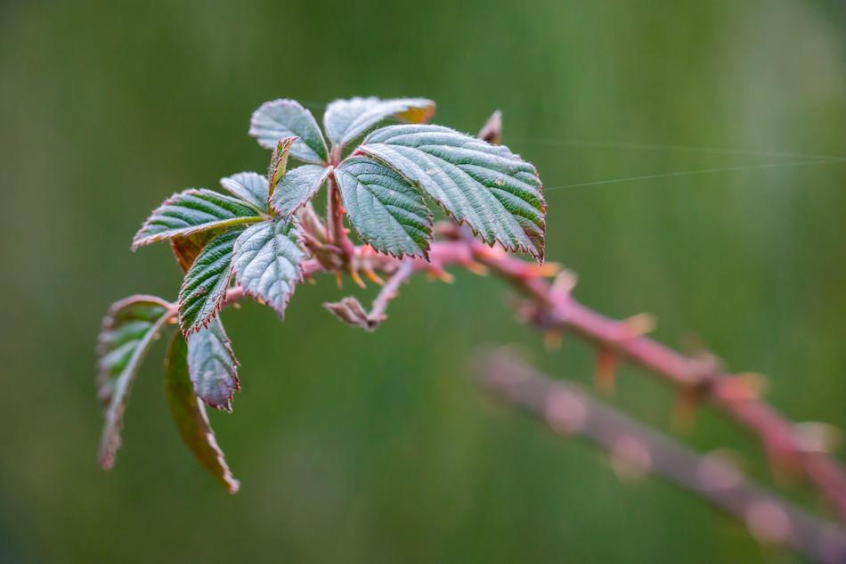 branch of a plant against a green background
