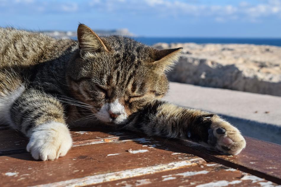 Cat Stray sleep