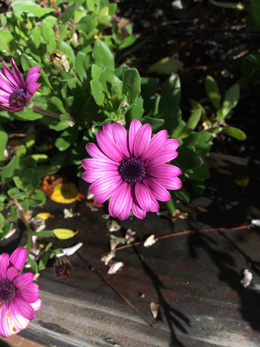 blooming pink flowers are beautiful