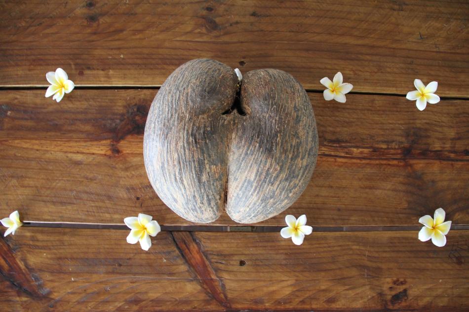 Coco De Mer Coconut