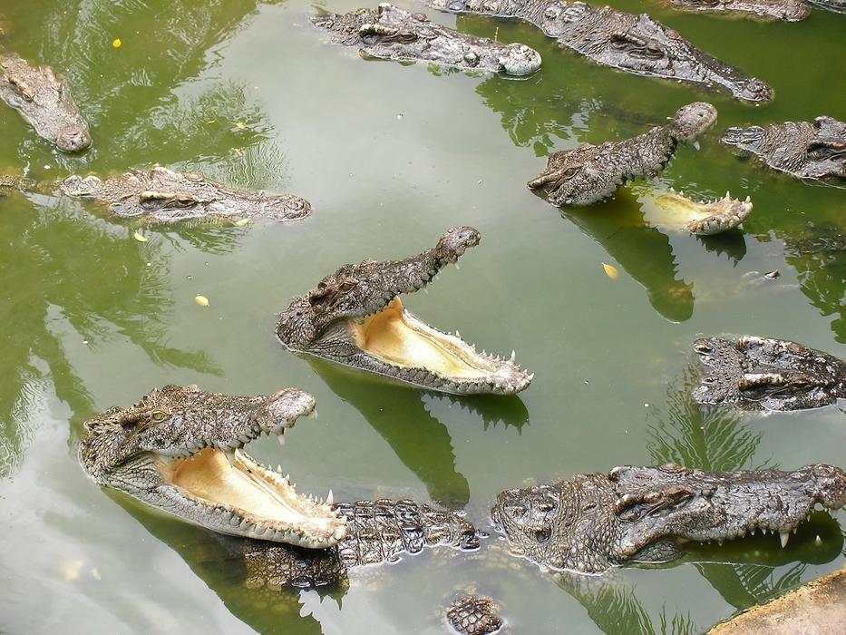 dangerous crocodiles in the lake