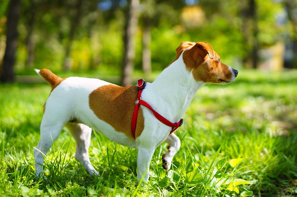 Jack Russell Terrier A Little Dog
