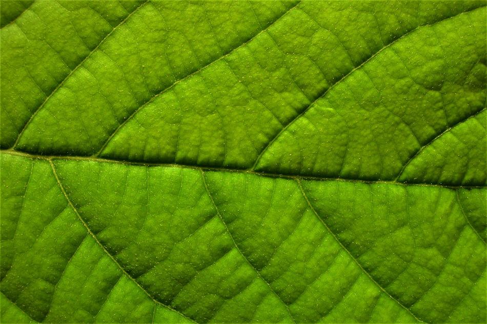 Leaf Green