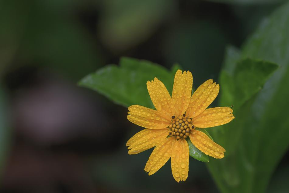 Yellow Daisy with water drops