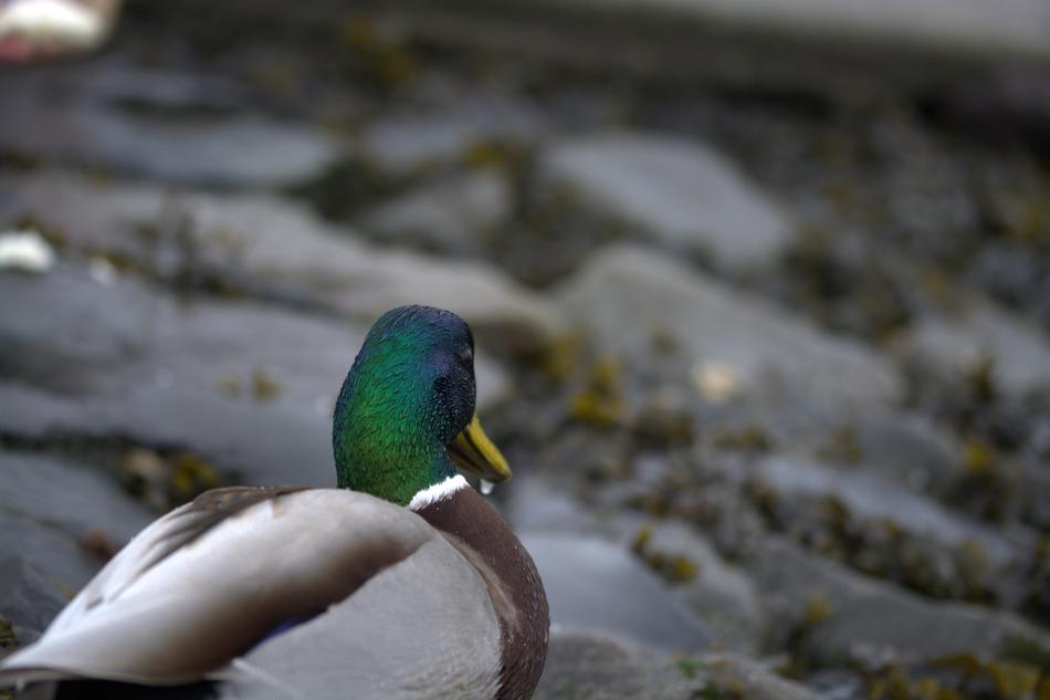 Duck Ducks Bird