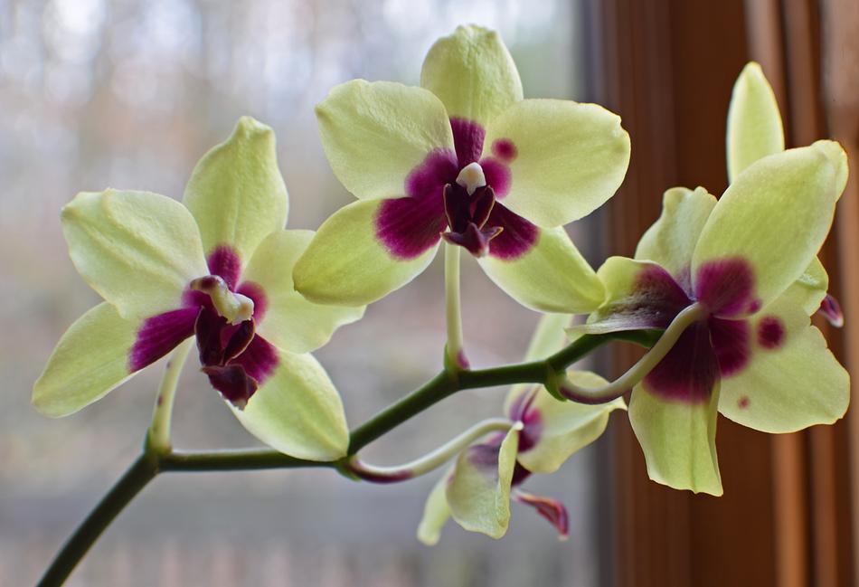 Hybrid Phalaenopsis