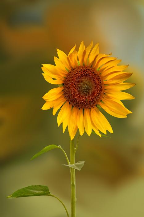 Flower Blossom Bloom