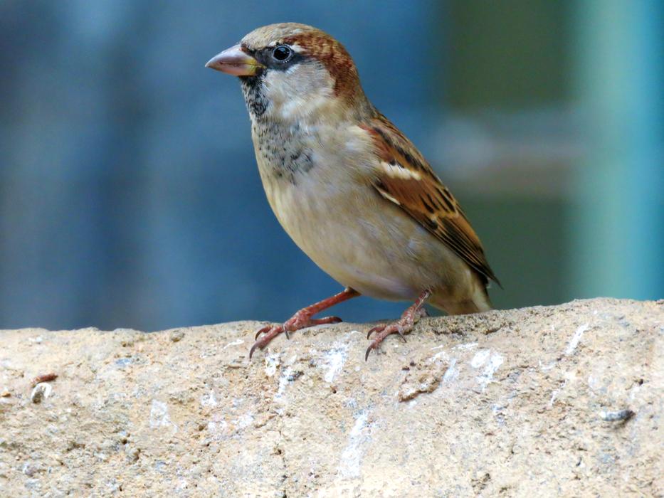 Common Sparrow Bird