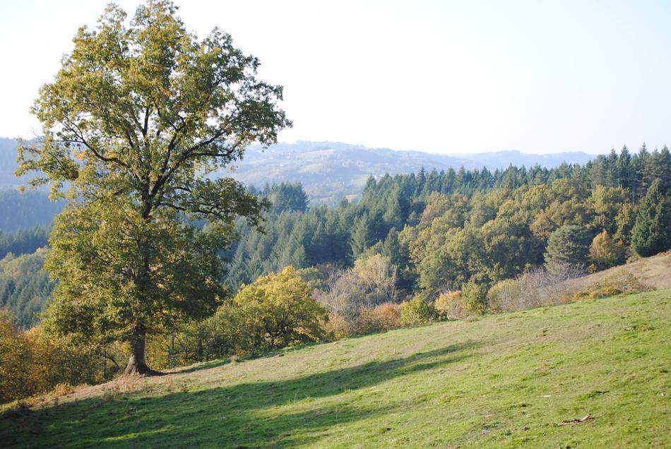 Tree Meadows