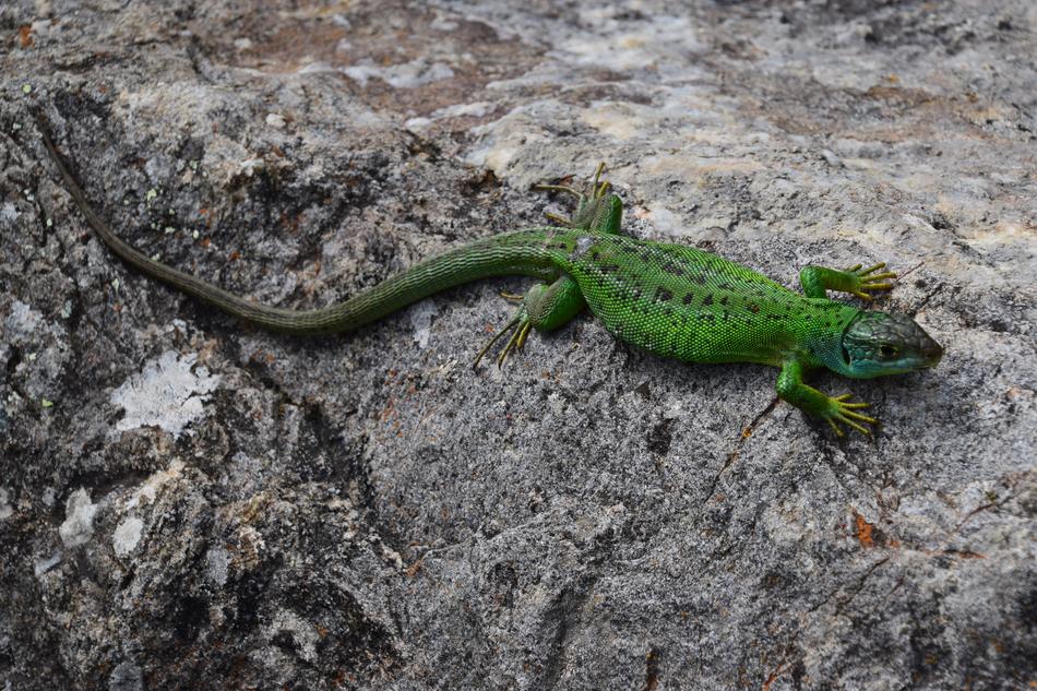 Lizard Golden Sun