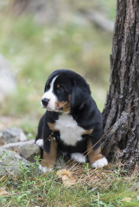 goodly Appenzell Puppy
