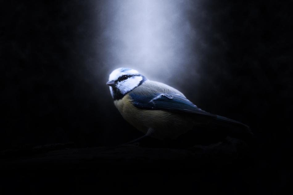 Beautiful and colorful tit bird in light and shadow