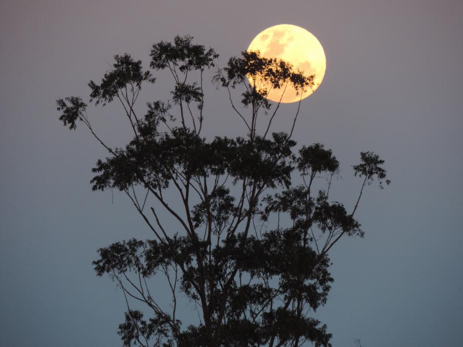 Australian tree against the moon