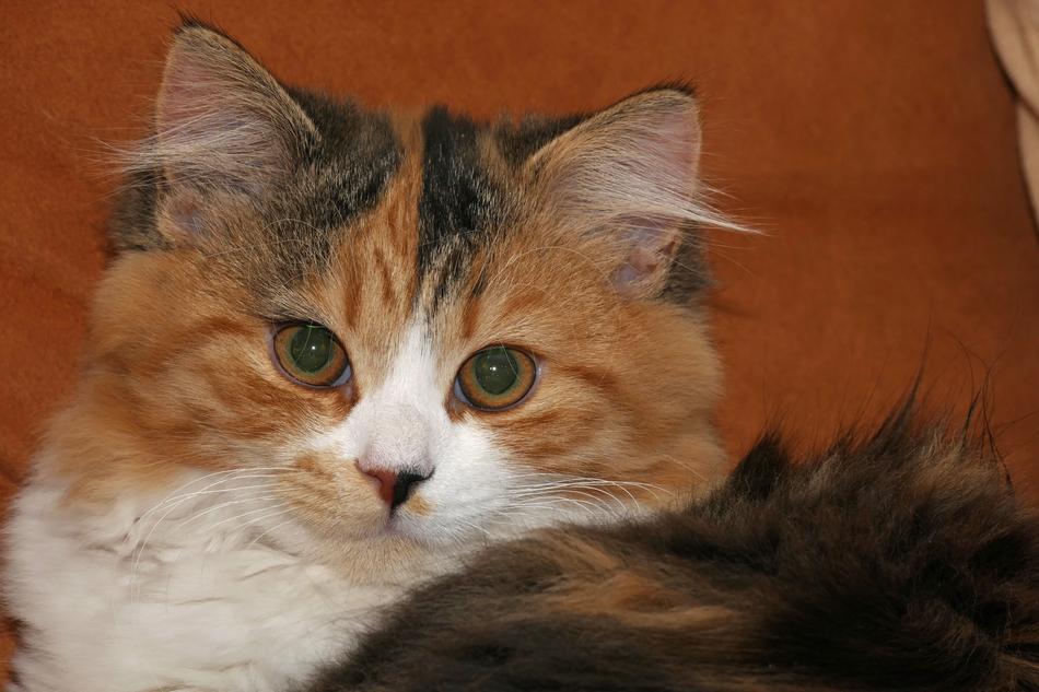 Cat Pet Domestic