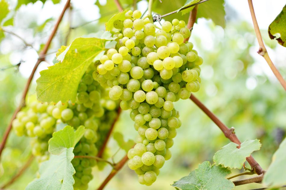 Wine Vineyard macro blur nature